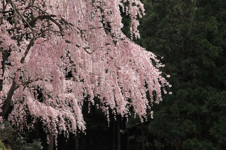 Tourist destination images of Kawai Pass(2)