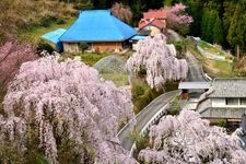 Tourist destination images of Kira's Edohigan Cherry Tree(1)