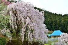 Tourist destination images of Kira's Edohigan Cherry Tree(2)