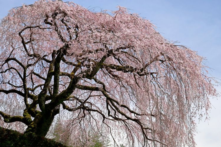 Nakagoshi Family's Weeping Cherry Blossom Tree