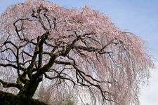 Tourist destination images of Nakagoshi Family's Weeping Cherry Blossom Tree(1)