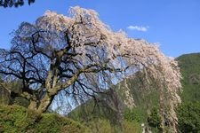 Tourist destination images of Nakagoshi Family's Weeping Cherry Blossom Tree(2)