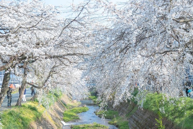 Gono-gawa Weeping Cherry Blossoms