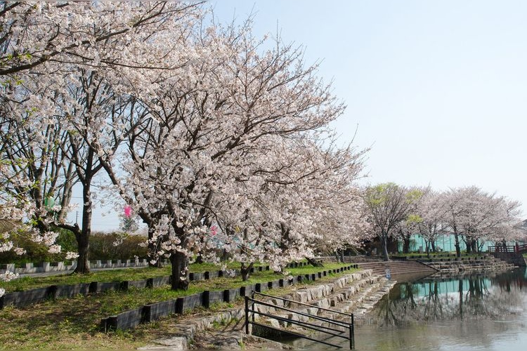 Hanoura Sakurazutsumi Park