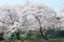 Tourist destination images of Takinomiya Park(1)