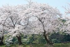 Tourist destination images of Takinomiya Park(2)