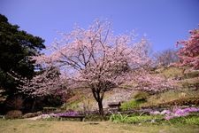 Tourist destination images of Shiranoe Botanical Garden(4)