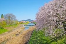 Tourist destination images of Nagarekawa Cherry Blossom Trees(1)