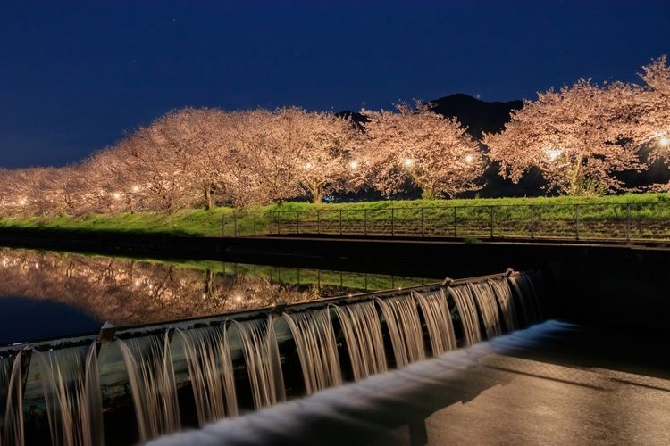 Tourist destination images of Nagarekawa Cherry Blossom Trees(2)