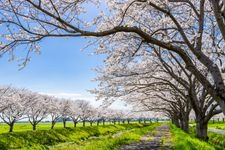 Tourist destination images of Kusaba River Cherry Blossom Avenue(1)