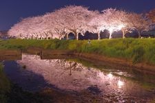 Tourist destination images of Kusaba River Cherry Blossom Avenue(2)