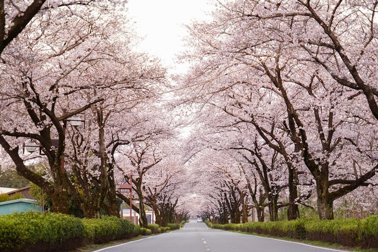 大津町町道本田技研南通線