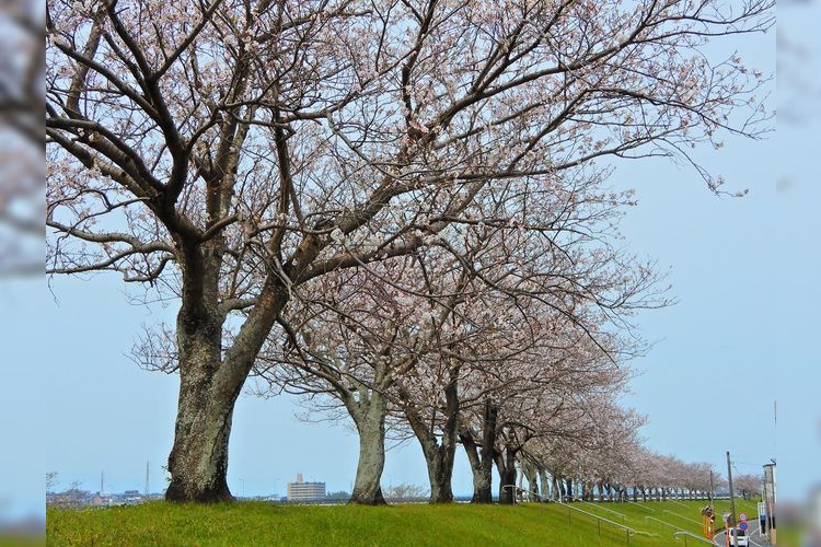 大淀川樱堤