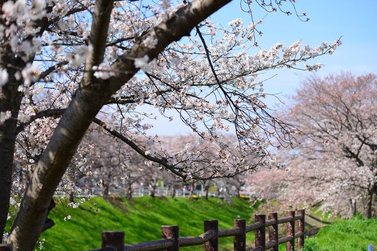 Saho River Cherry Blossoms