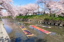 Tourist destination images of Iwaku Gojo River Cherry Blossom Trees(2)
