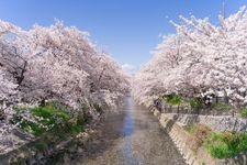 Tourist destination images of Iwaku Gojo River Cherry Blossom Trees(1)