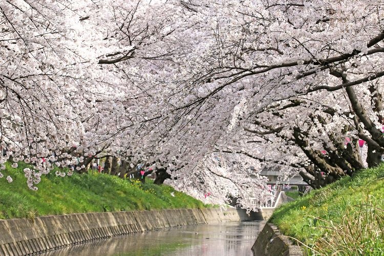 Iwaku Gojo River Cherry Blossom Trees