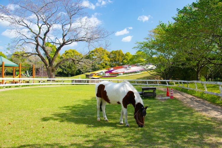 Aya Equestrian Park