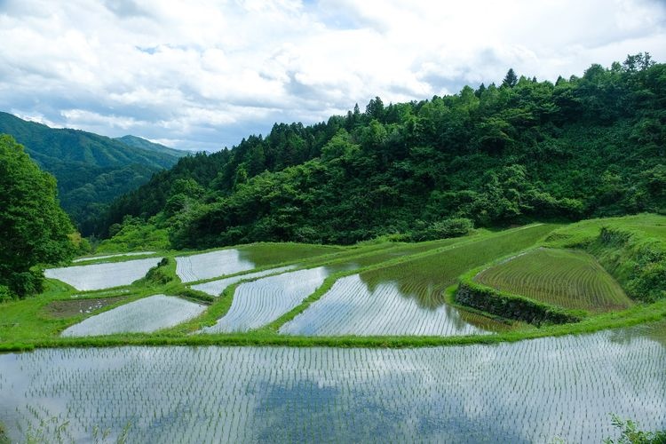 沢尻の棚田