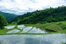 沢尻の棚田の観光地画像(1)