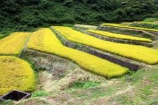 Tourist destination images of Sawajiri's Rice Terraces(1)