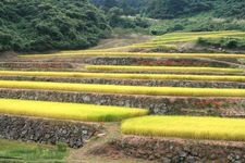 沢尻の棚田の観光地画像(2)