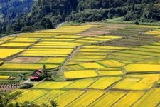 Tourist destination images of Sagarahira Rice Terraces(2)