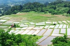 Tourist destination images of Sagarahira Rice Terraces(4)