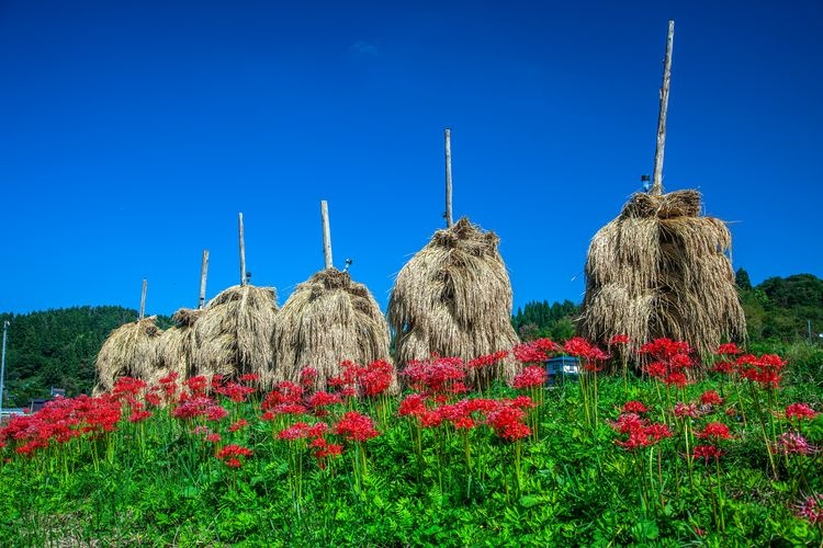 Ōwara Rice Terraces