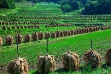 Tourist destination images of Ōwara Rice Terraces(2)