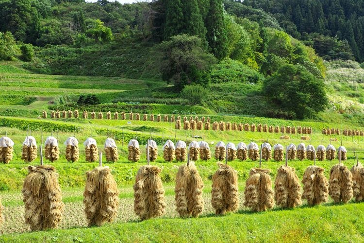 Ōwara Rice Terraces