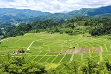 Tourist destination images of Ōwara Rice Terraces(2)