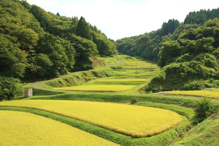 Tourist destination images of Irikyo Ishibata Rice Terraces(2)