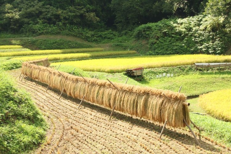 Tourist destination images of Irikyo Ishibata Rice Terraces(3)
