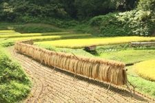 Tourist destination images of Irikyo Ishibata Rice Terraces(3)