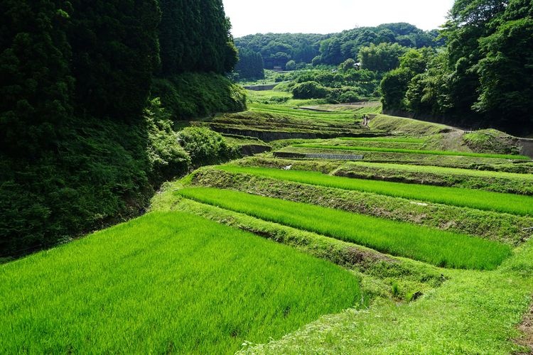 Kunimi's Rice Terraces