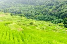 稲倉の棚田の観光地画像(3)