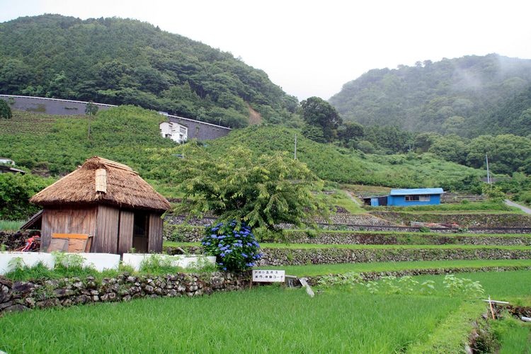 Kitayama's Rice Terraces