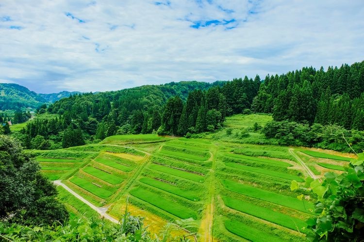 Ohiraki Rice Terraces Observation Deck