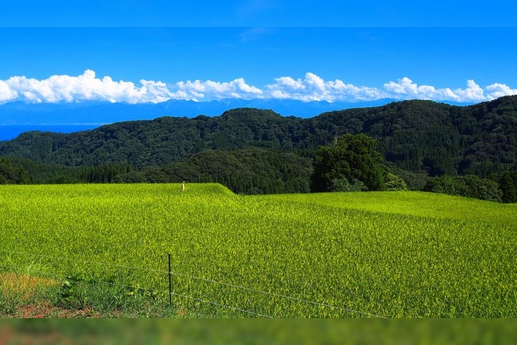 Nagasaki's Rice Terraces