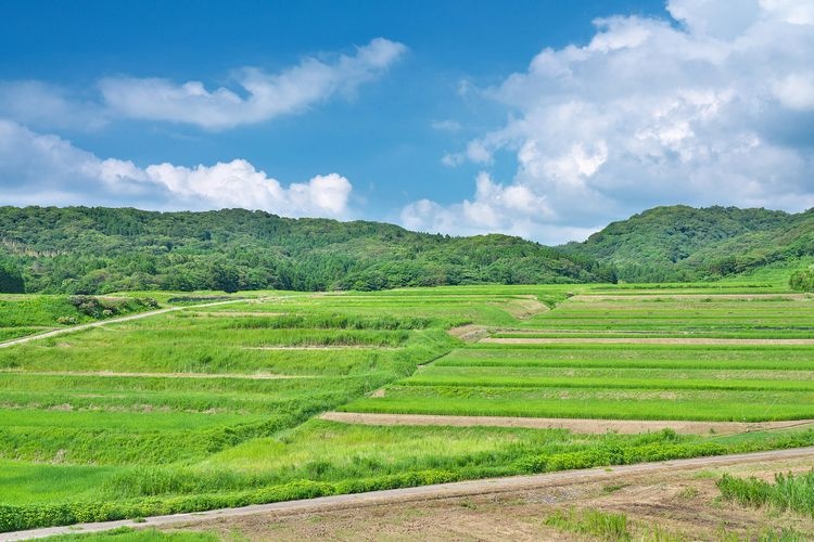 Ōsasami Rice Terraces (Rice Terrace Viewpoint)