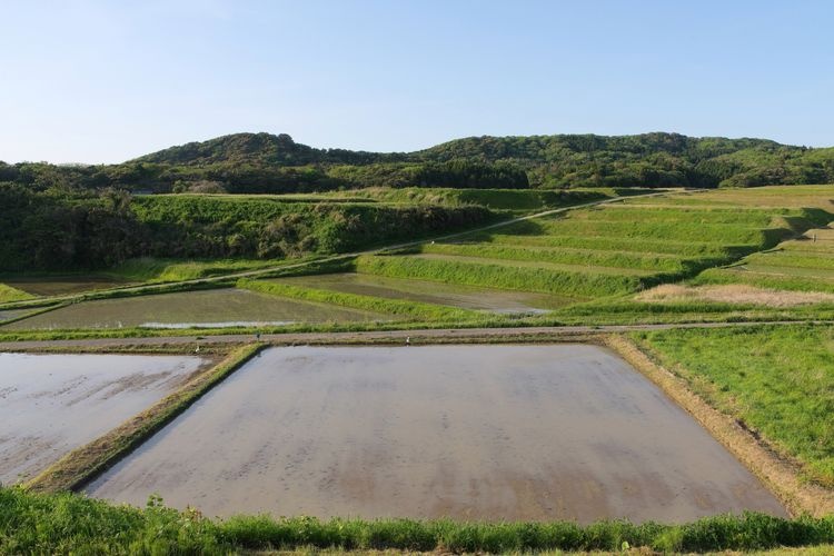 大笹波水田の観光地画像(2)