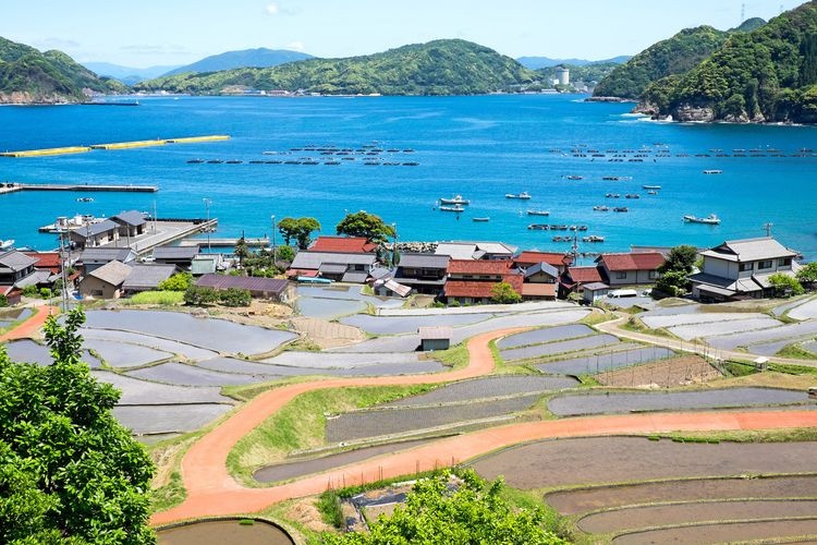 Hibiki Rice Terraces