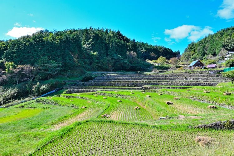 Kamoida Rice Terraces