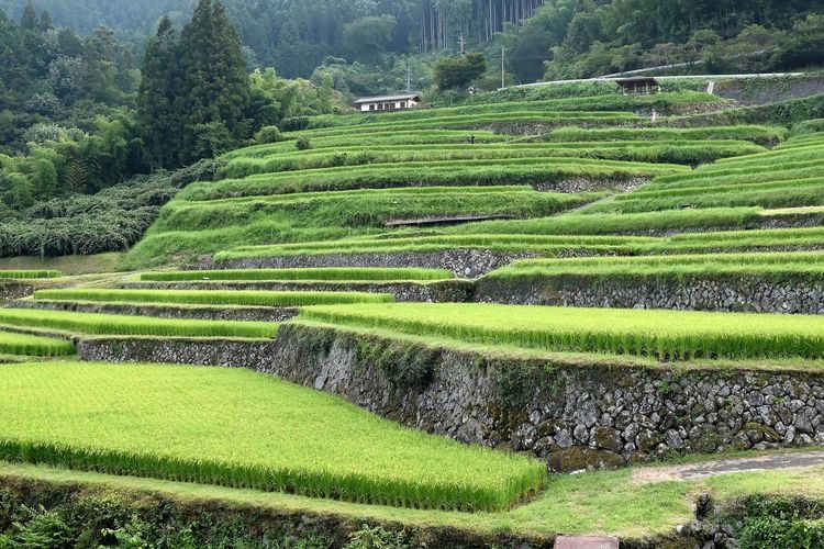 Sakaori Rice Terraces