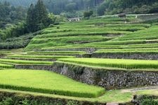 Tourist destination images of Sakaori Rice Terraces(1)