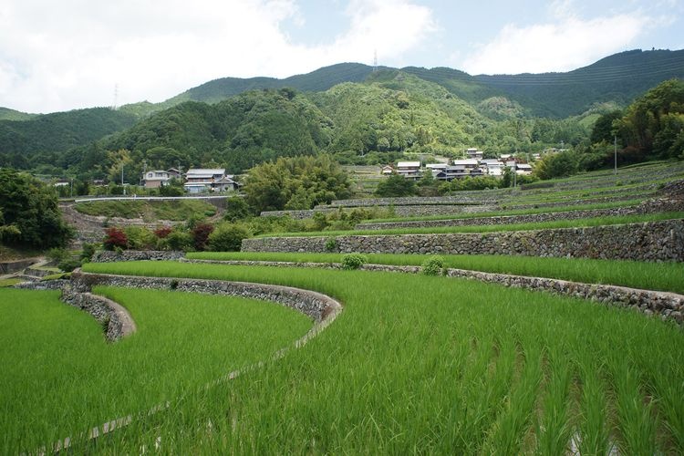 Fukano's Terraced Rice Paddies