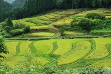 Tourist destination images of Hatano Tanada Rice Terraces(2)