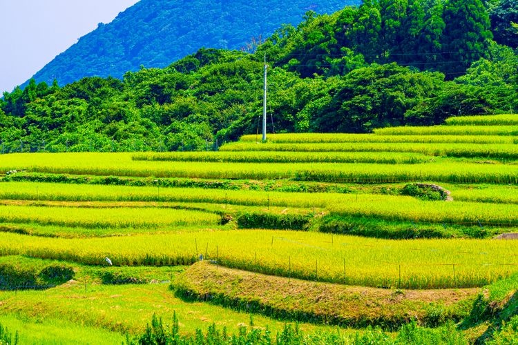 Tourist destination images of Sodeji Rice Terraces(2)