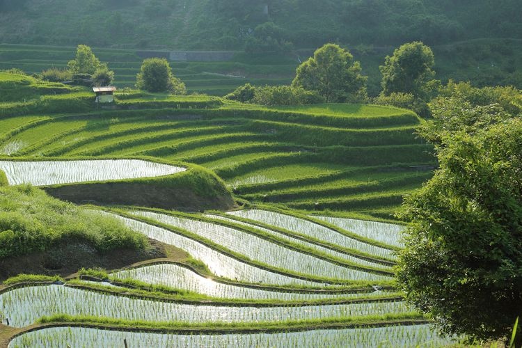 Shimoakasaka Rice Terraces